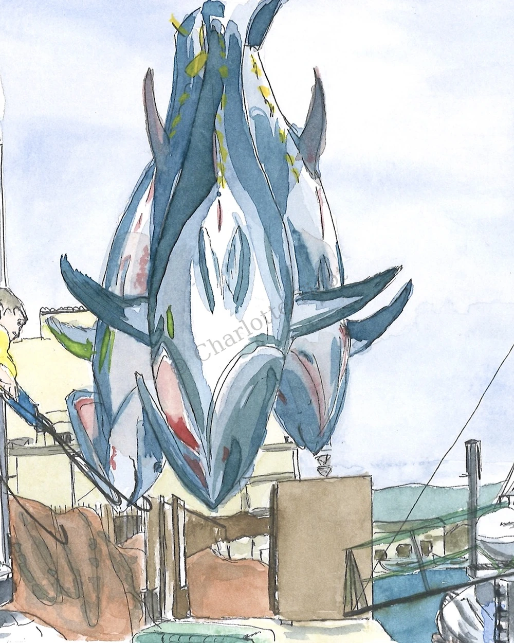 Illustration du thon rouge de Barbate